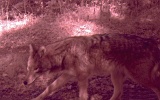 Coyote101709_1039hrs2